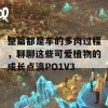 整篇都是车的多肉过程，聊聊这些可爱植物的成长点滴PO1V3