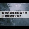 猫咪来到我家后会有什么有趣的变化呢？